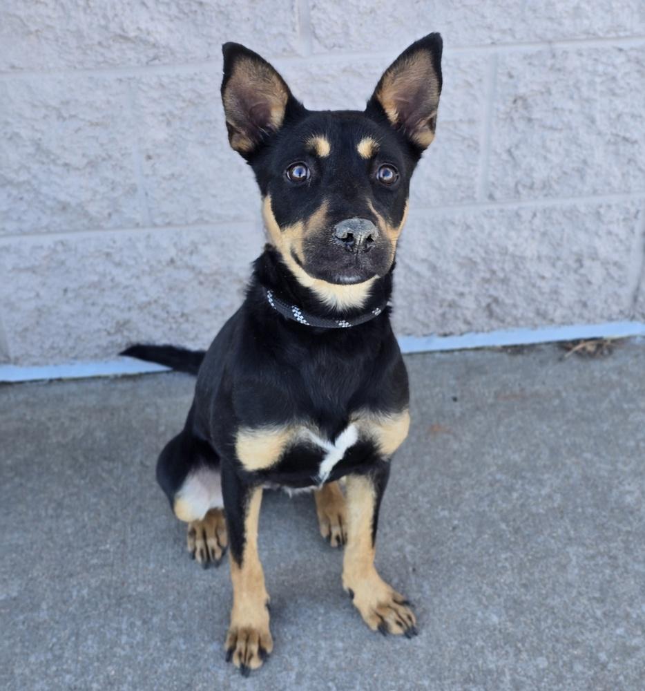 Kesha, a Adoptable mixed breed in Sedalia, CO image 4/4