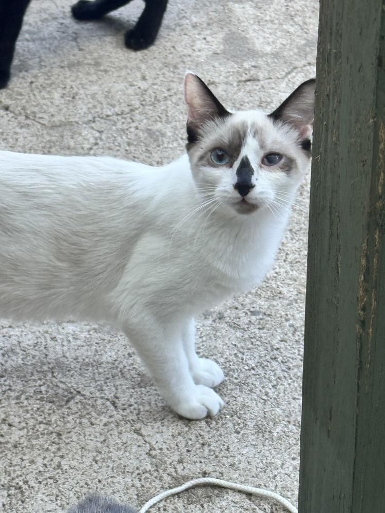 Enlarge Dolly Purrton, a Adoptable mixed breed in Plumerville, AR image 1/2