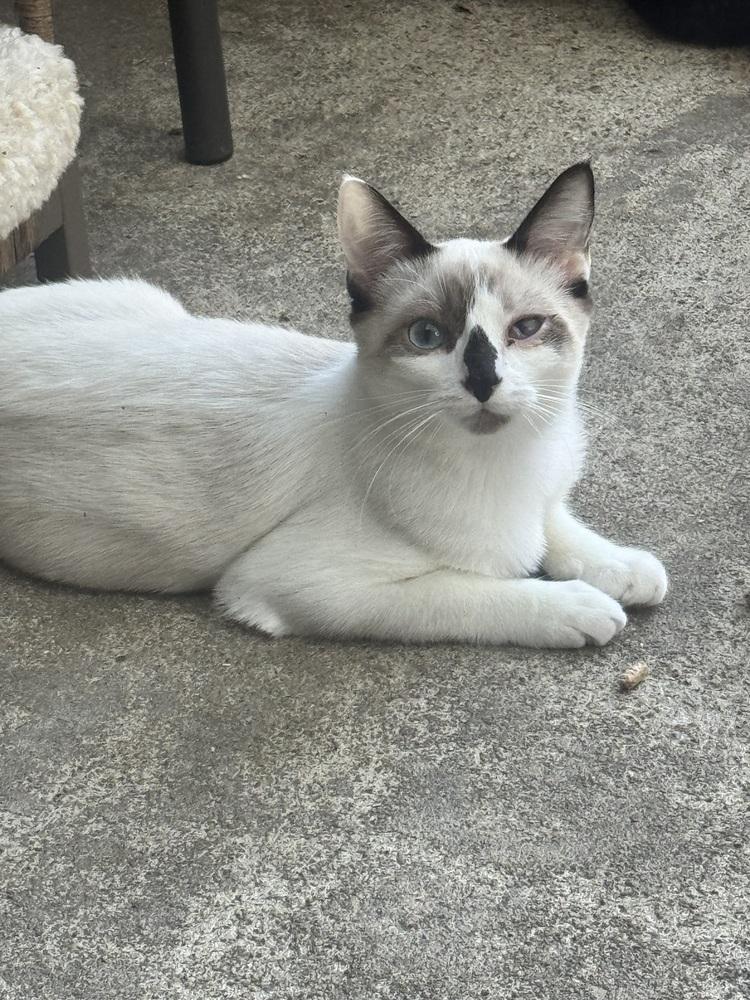 Enlarge Dolly Purrton, a Adoptable mixed breed in Plumerville, AR image 2/2