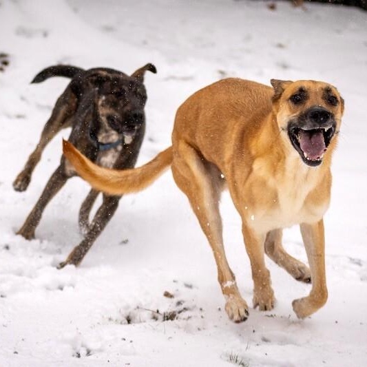 Calhoun English — thumbnail 4