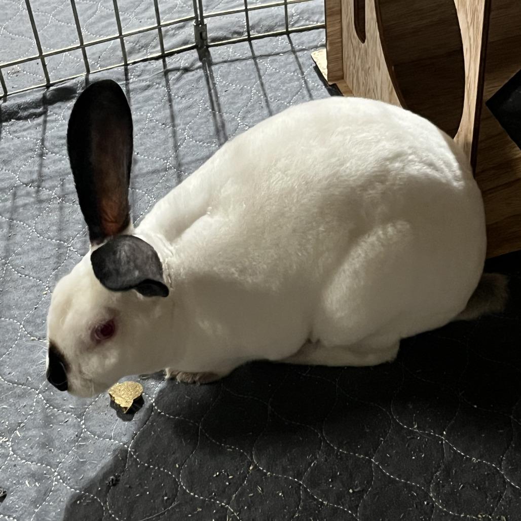 Jellybean, Adoptable, Young Male American.