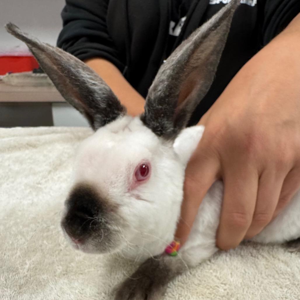 Enlarge Jellybean, a Adoptable American in Spokane, WA image 2/6