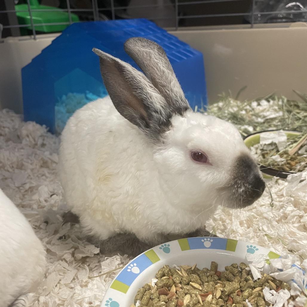 Enlarge Jellybean, a Adoptable American in Spokane, WA image 3/6