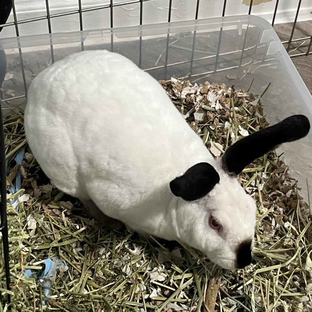 Enlarge Jellybean, a Adoptable American in Spokane, WA image 4/6