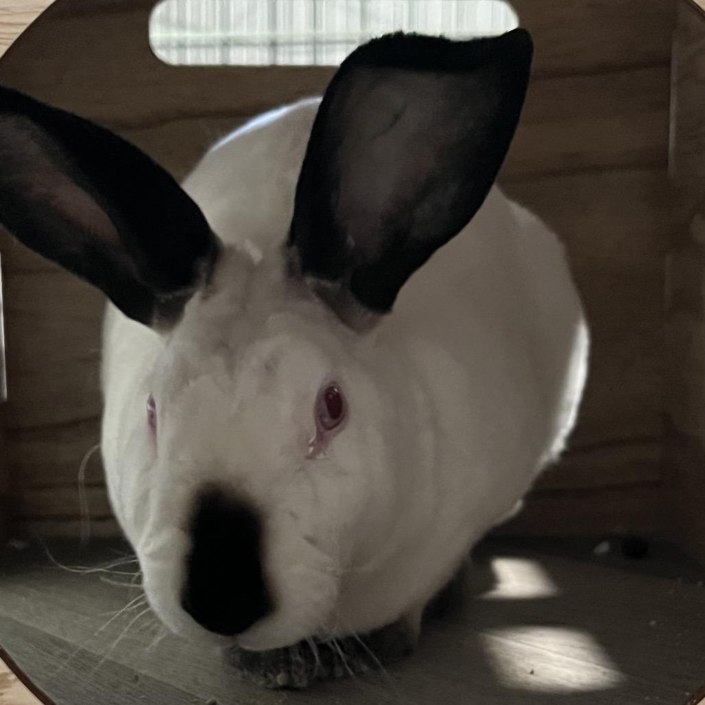 Enlarge Jellybean, a Adoptable American in Spokane, WA image 5/6