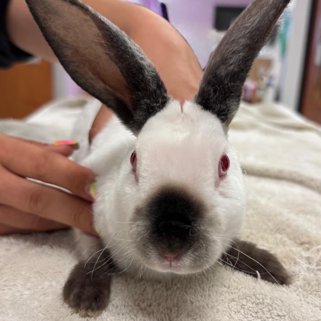 Enlarge Jellybean, a Adoptable American in Spokane, WA image 6/6