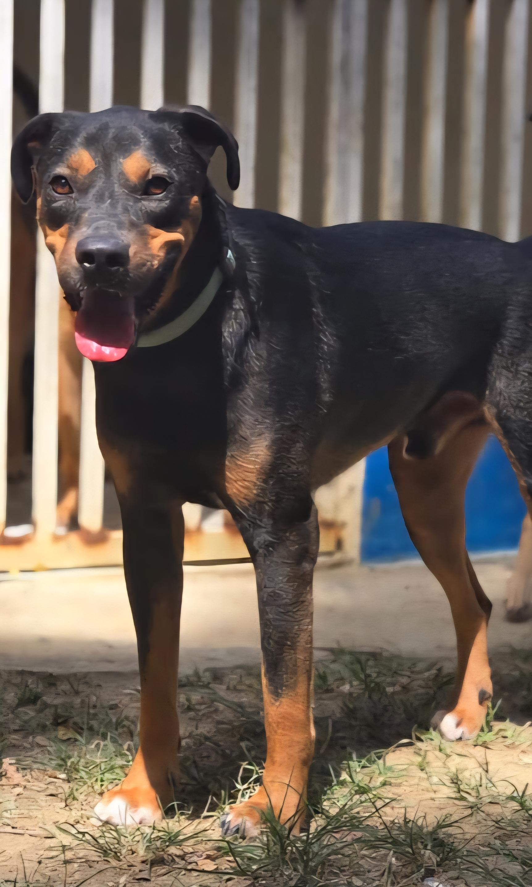 Stack, ADOPTABLE, Young Male Rottweiler & Labrador Retriever.