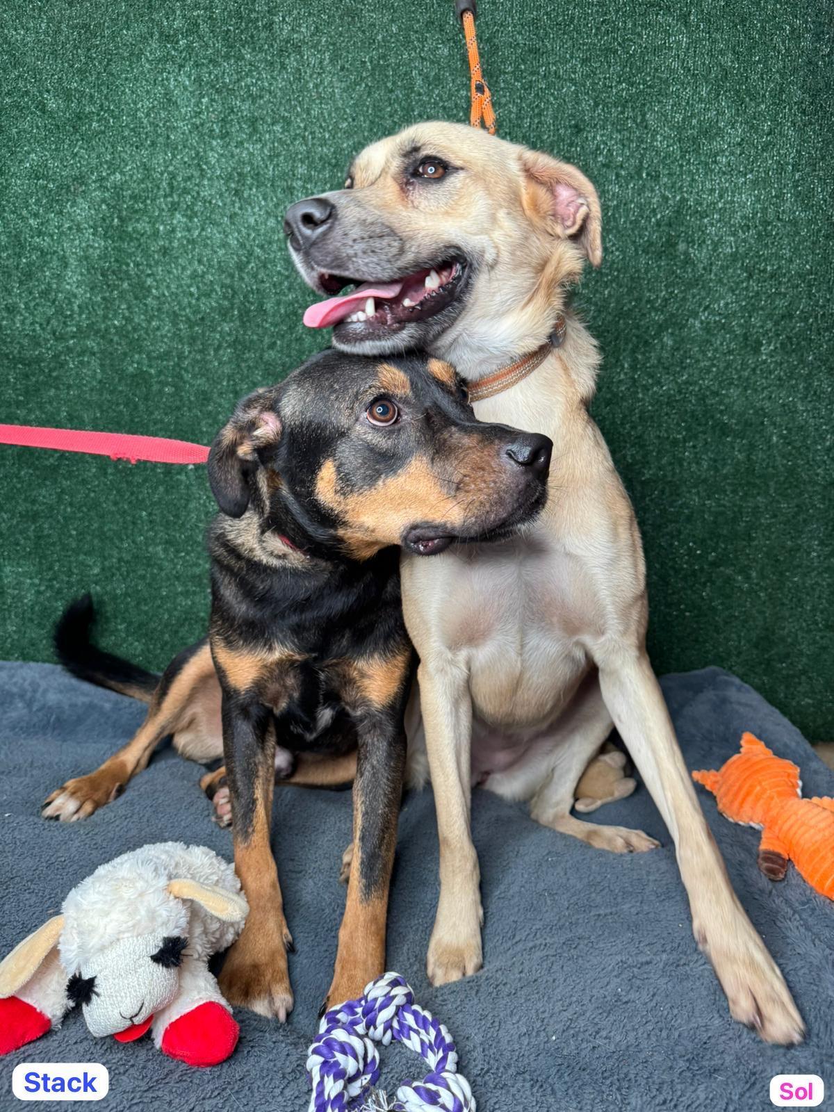 Stack, a ADOPTABLE mixed breed in Elwood, NJ image 3/4