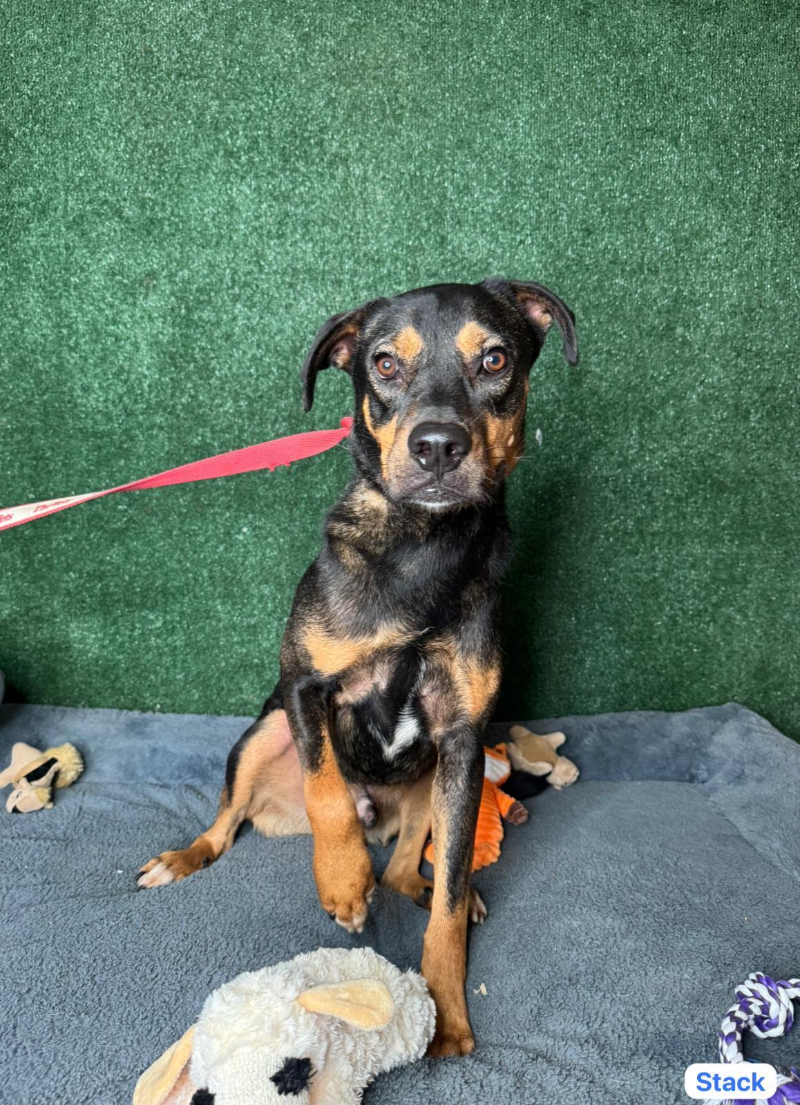 Stack, a ADOPTABLE mixed breed in Elwood, NJ image 2/4
