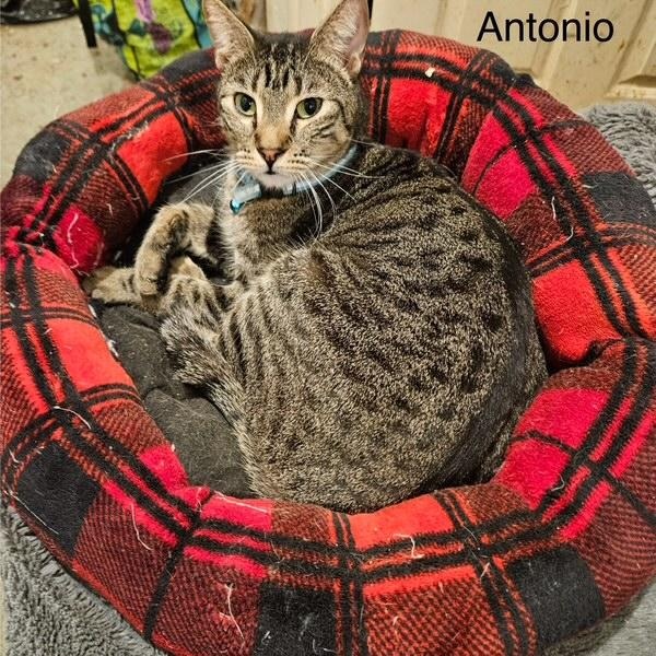 Enlarge Antonio, a Adoptable Tabby in Tustin, CA image 1/1