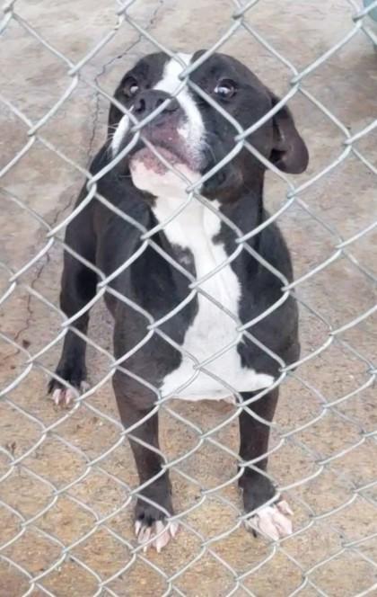 Enlarge Stewart, a Adoptable mixed breed in West Memphis, AR image 1/1