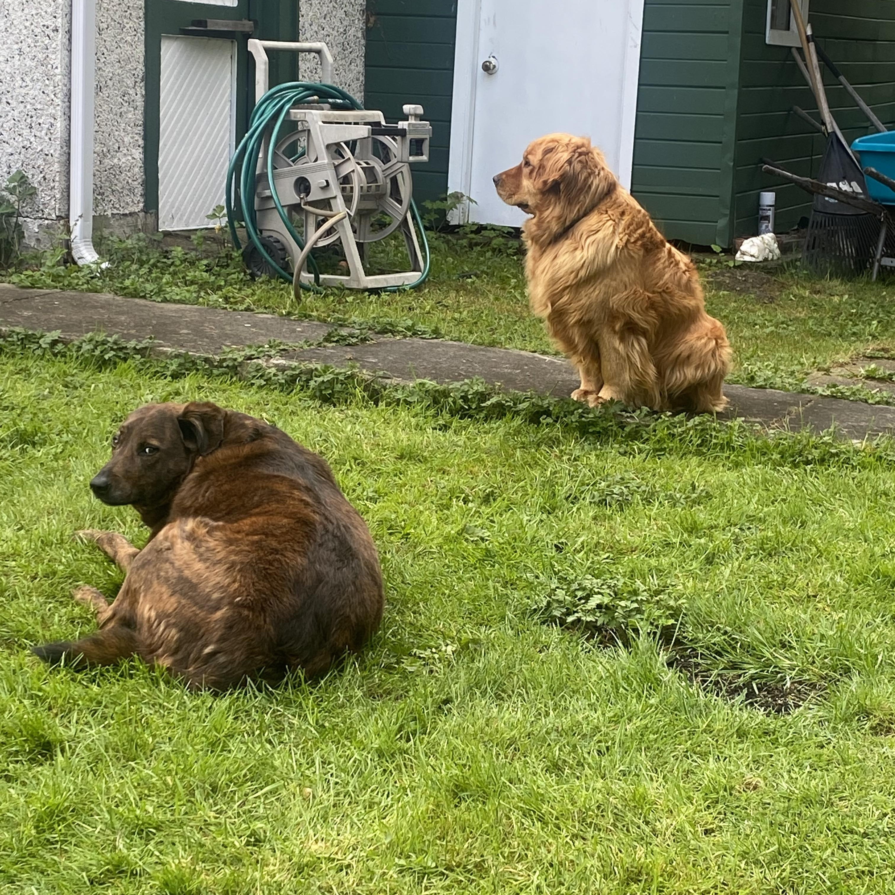 Bella, a Adopted Golden Retriever in Surrey, BC image 2/5