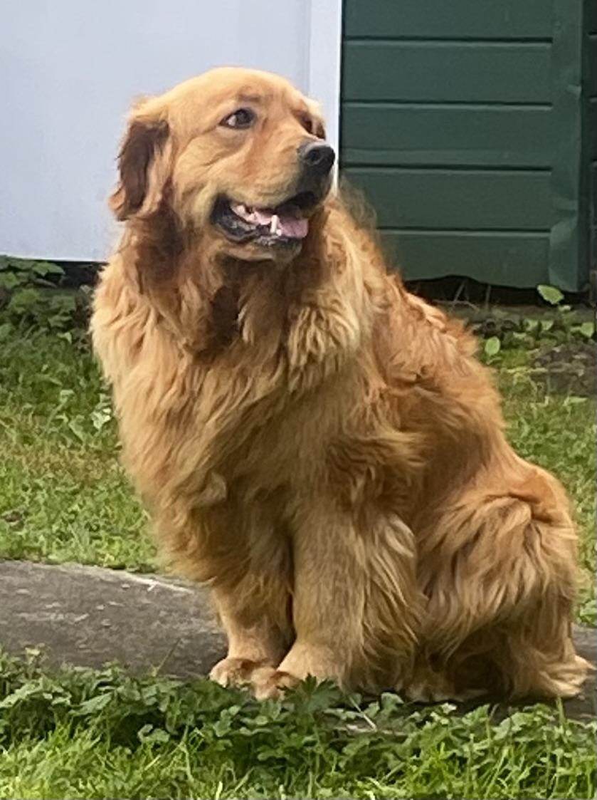 Bella, a Adopted Golden Retriever in Surrey, BC image 1/5