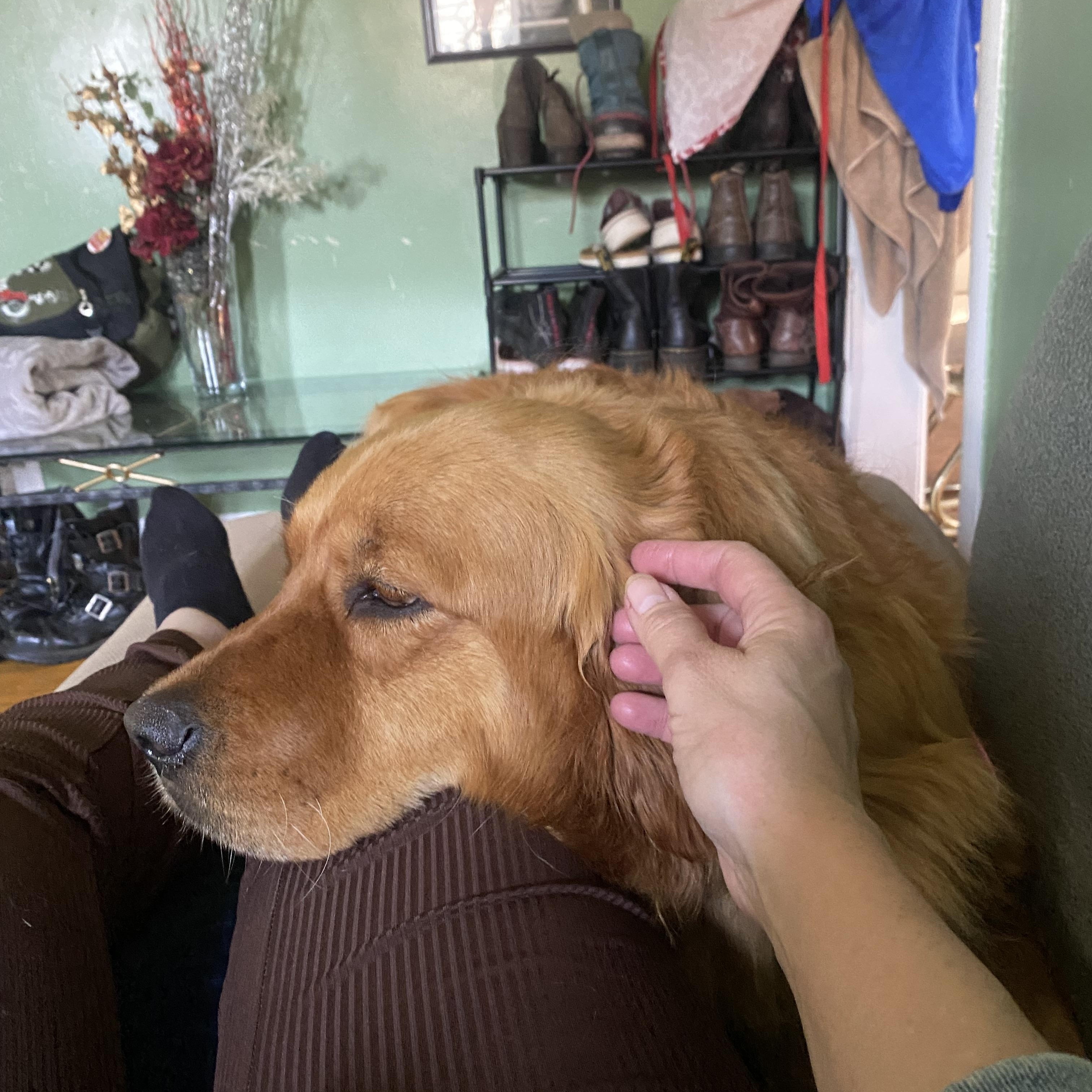 Bella, a Adopted Golden Retriever in Surrey, BC image 4/5