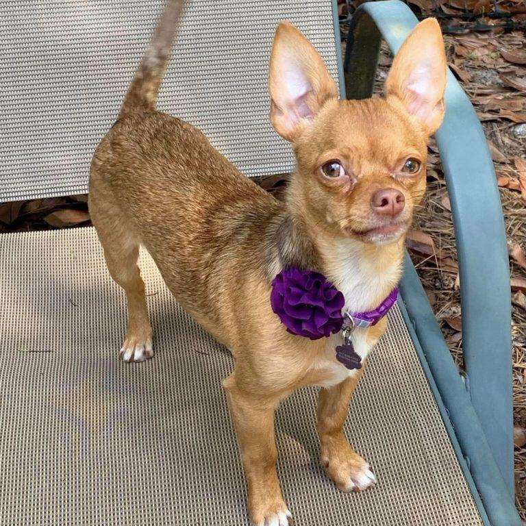 Reese, Adoptable, Young Female Chihuahua.