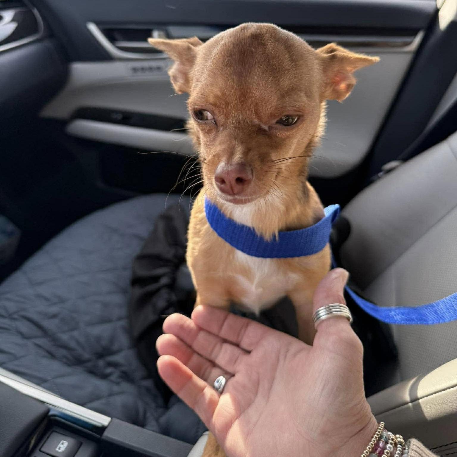 Enlarge Reese, a Adoptable Chihuahua in Holly Springs, NC image 3/3