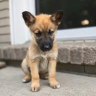 Enlarge Willow, a Adoptable mixed breed in Appin, ON image 5/5