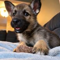 Enlarge Willow, a Adoptable mixed breed in Appin, ON image 1/5