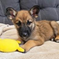 Enlarge Willow, a Adoptable mixed breed in Appin, ON image 4/5