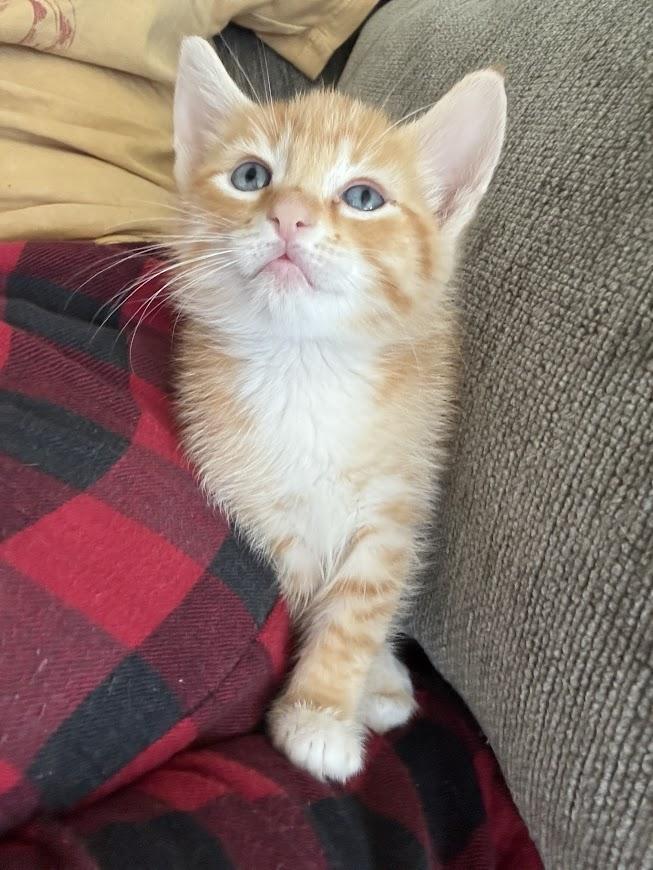 Lasagna, Baby Female Domestic Short Hair