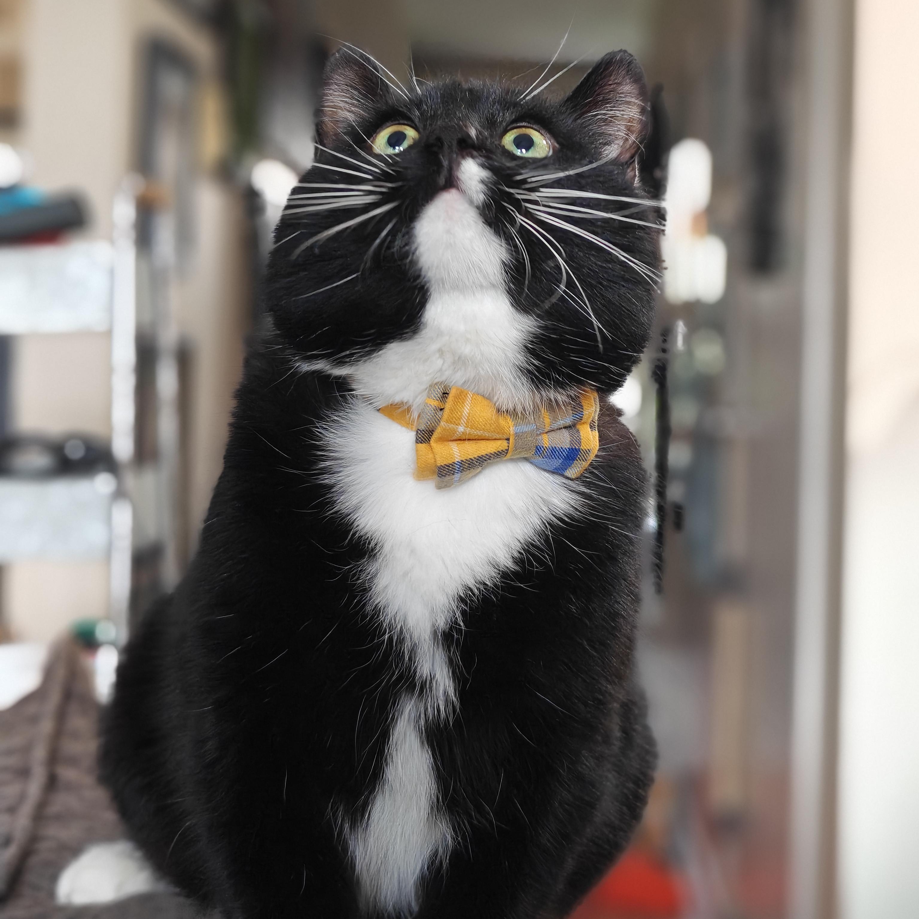 Enlarge TUX, a ADOPTABLE Domestic Short Hair in Campbell River, BC image 4/6