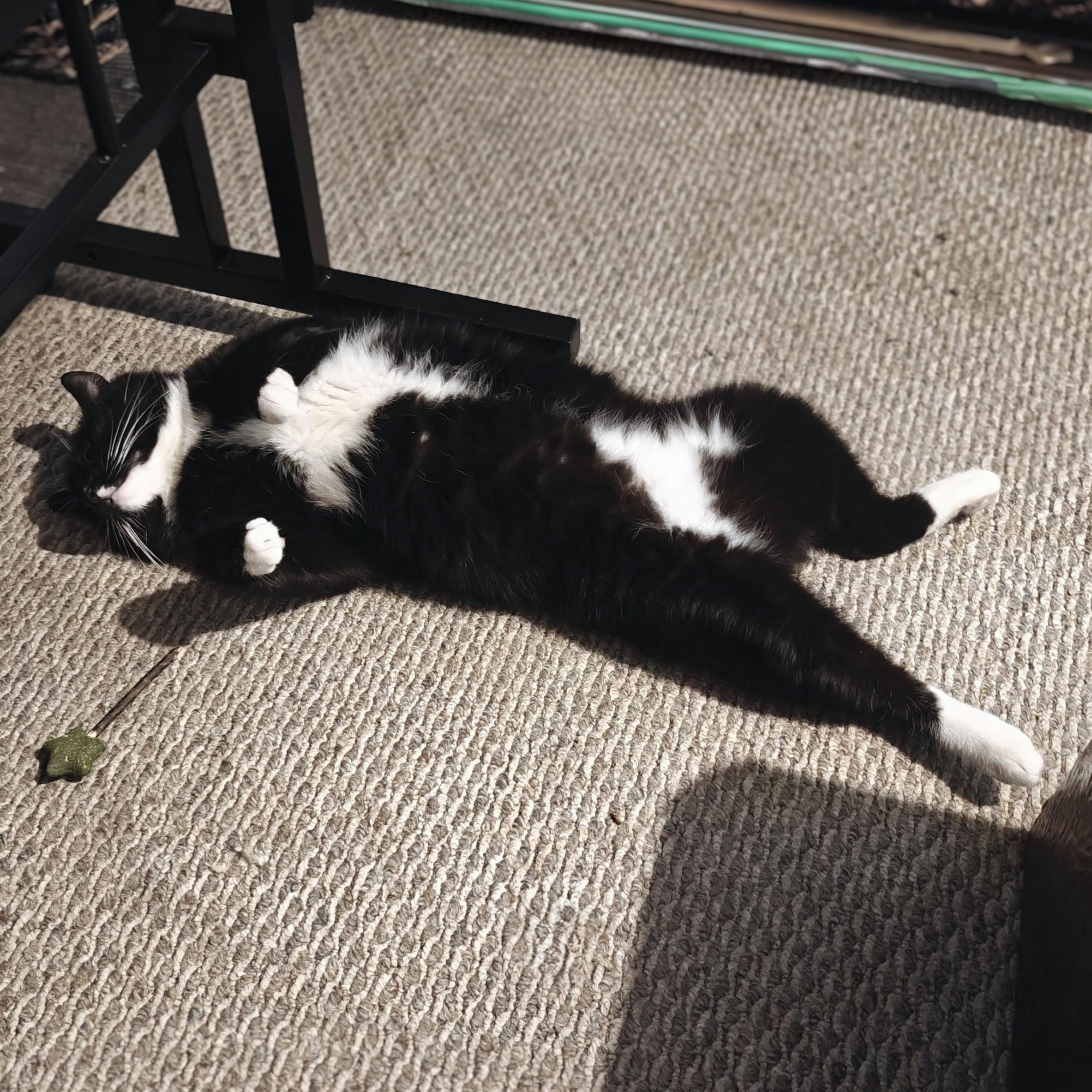 Enlarge TUX, a ADOPTABLE Domestic Short Hair in Campbell River, BC image 3/6