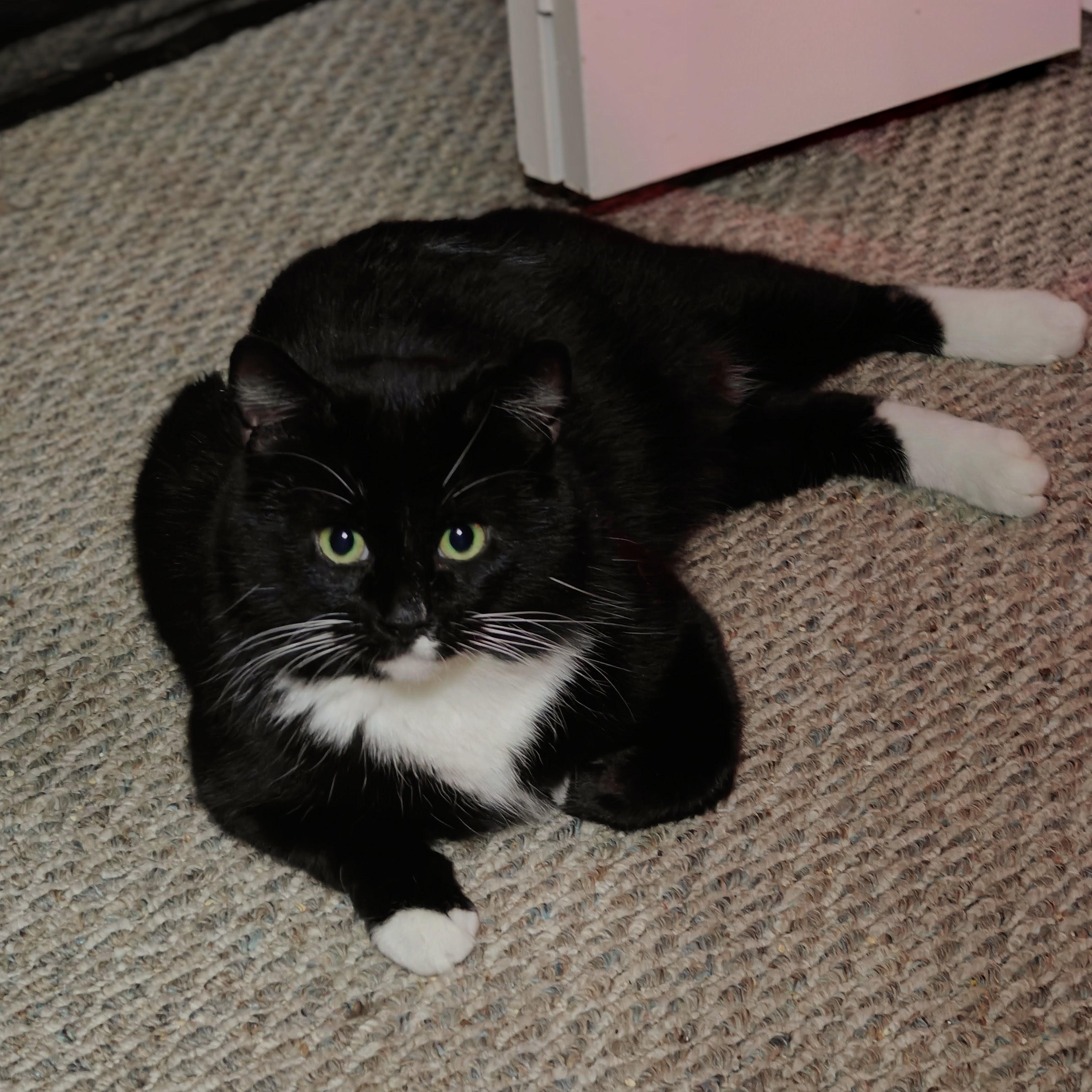 Enlarge TUX, a ADOPTABLE Domestic Short Hair in Campbell River, BC image 2/6