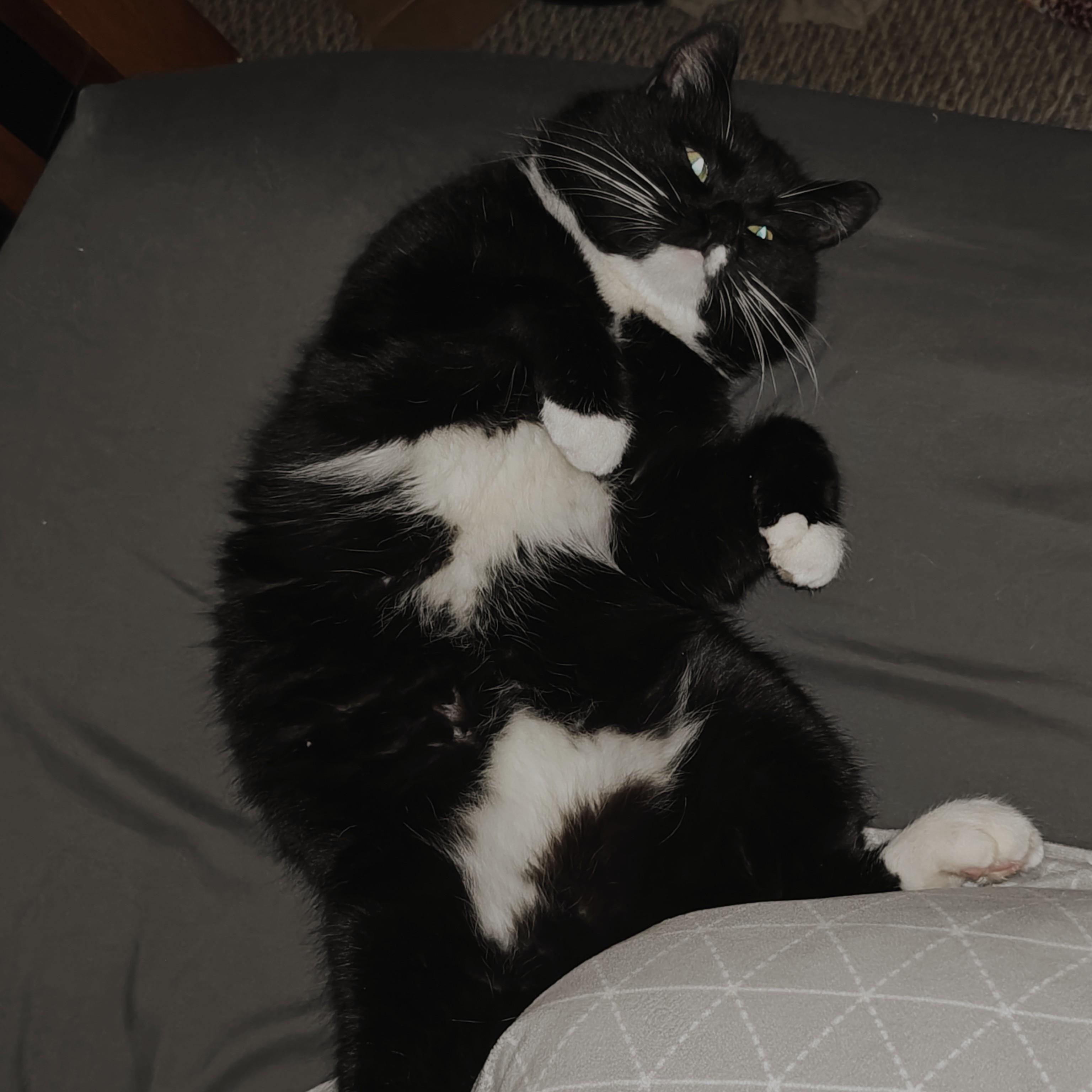 Enlarge TUX, a ADOPTABLE Domestic Short Hair in Campbell River, BC image 5/6