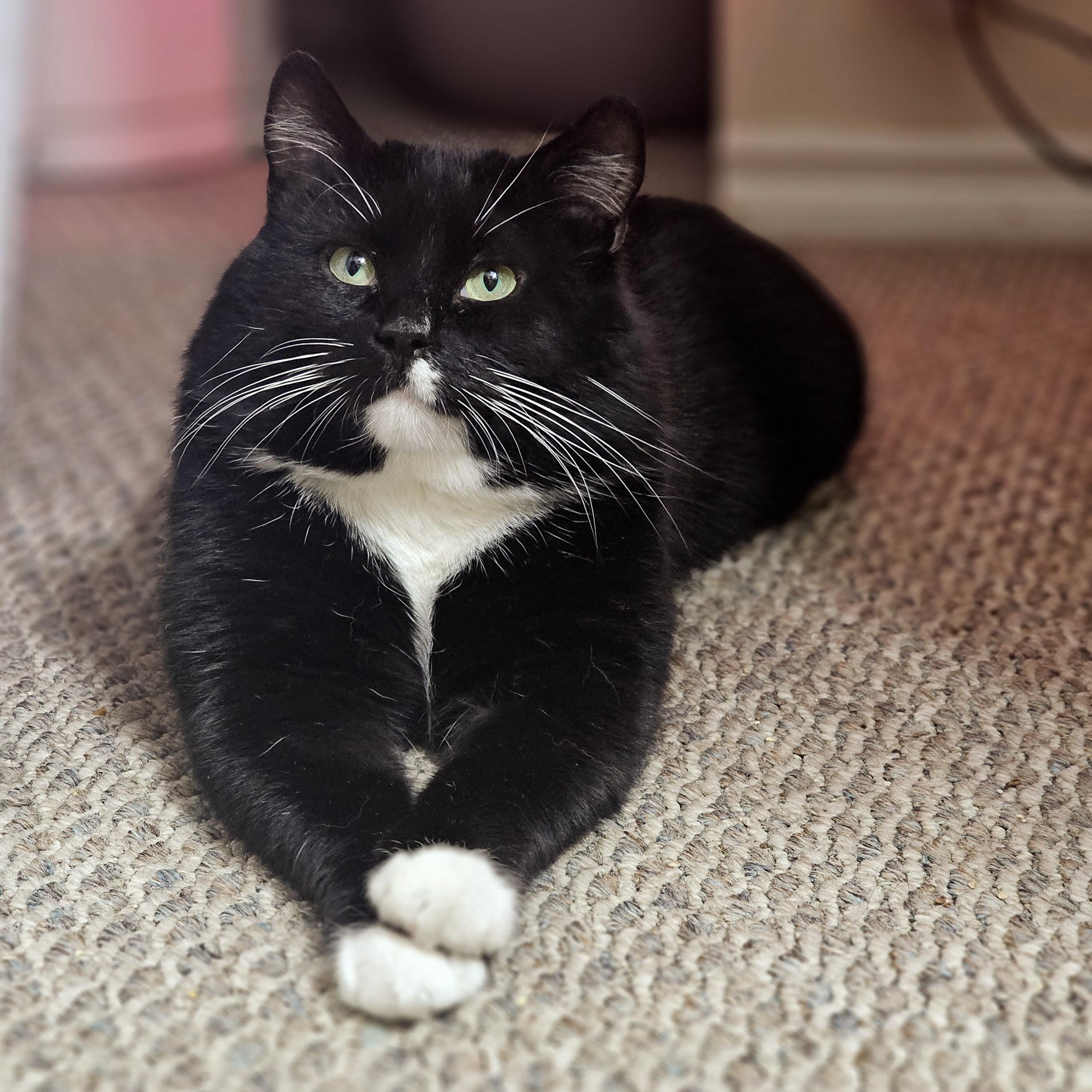 TUX, ADOPTABLE, Young Male Domestic Short Hair.