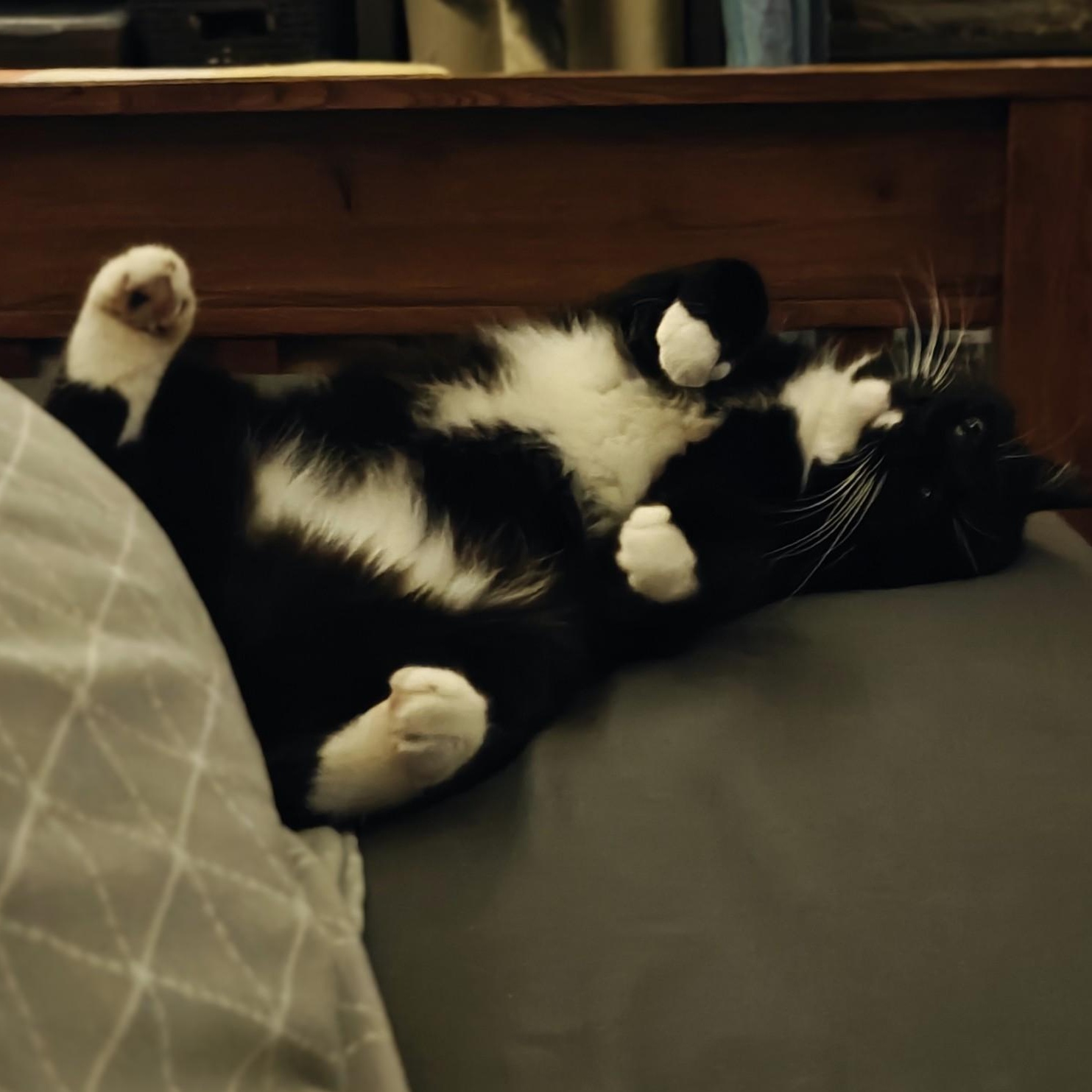 Enlarge TUX, a ADOPTABLE Domestic Short Hair in Campbell River, BC image 6/6