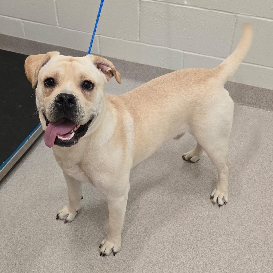 26-57 Gilbert, adopted, Adult Male Beagle & Shar-Pei.