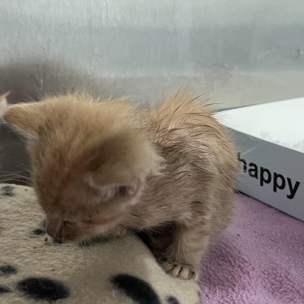 Butterscotch, Adoptable, Kitten Male Domestic Short Hair.