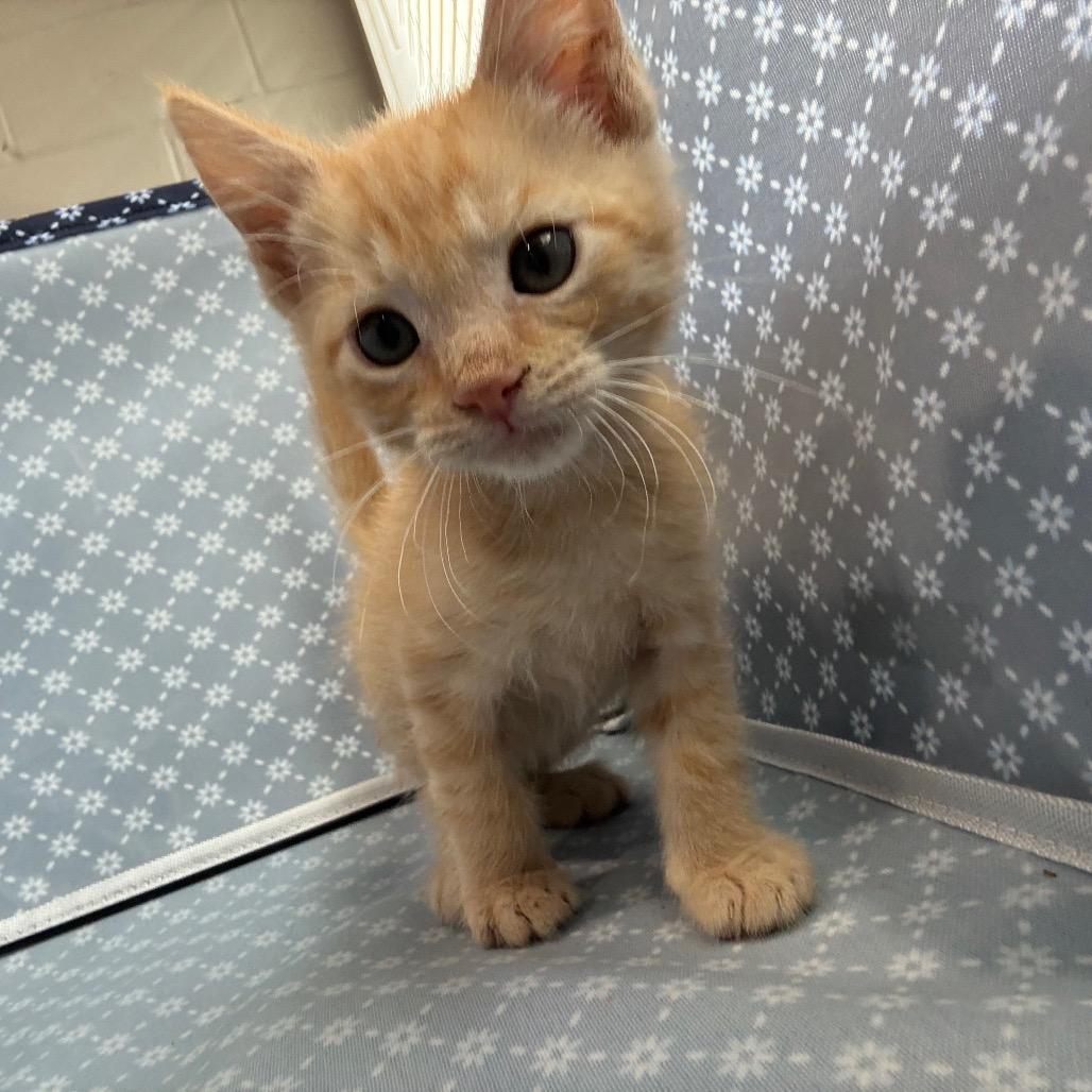 Enlarge Butterscotch, a Adoptable Domestic Short Hair in Richmond Hill, GA image 2/3