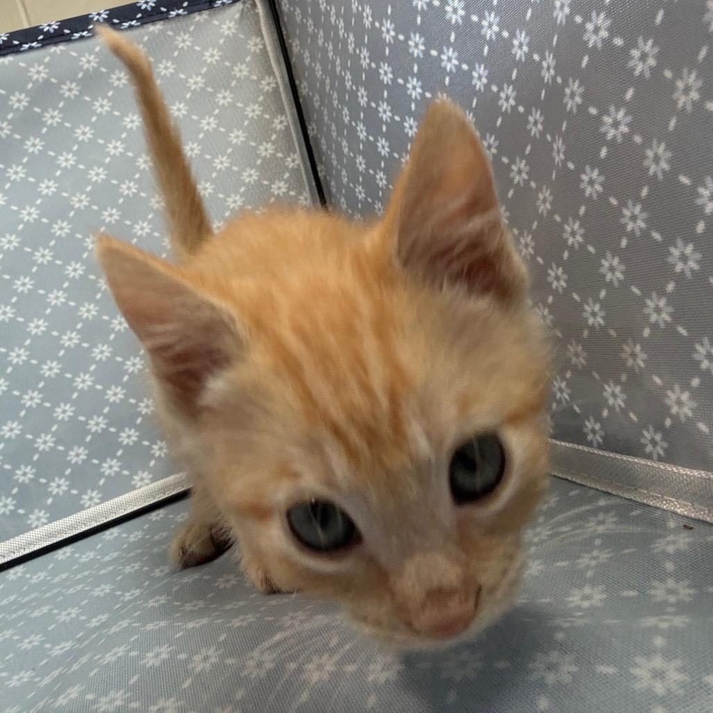 Enlarge Butterscotch, a Adoptable Domestic Short Hair in Richmond Hill, GA image 3/3
