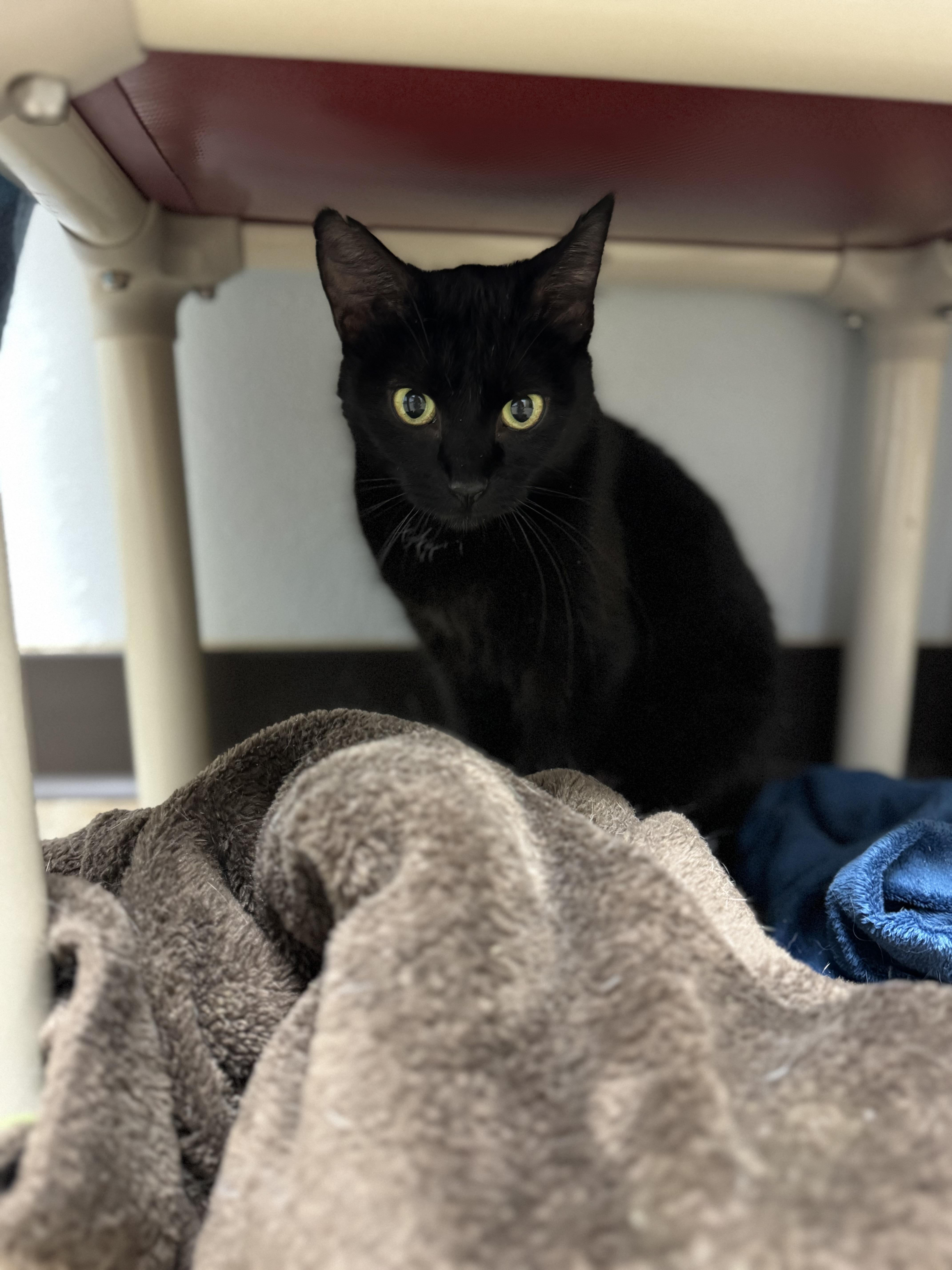 Namaari, ADOPTABLE, Adult Female Domestic Short Hair.