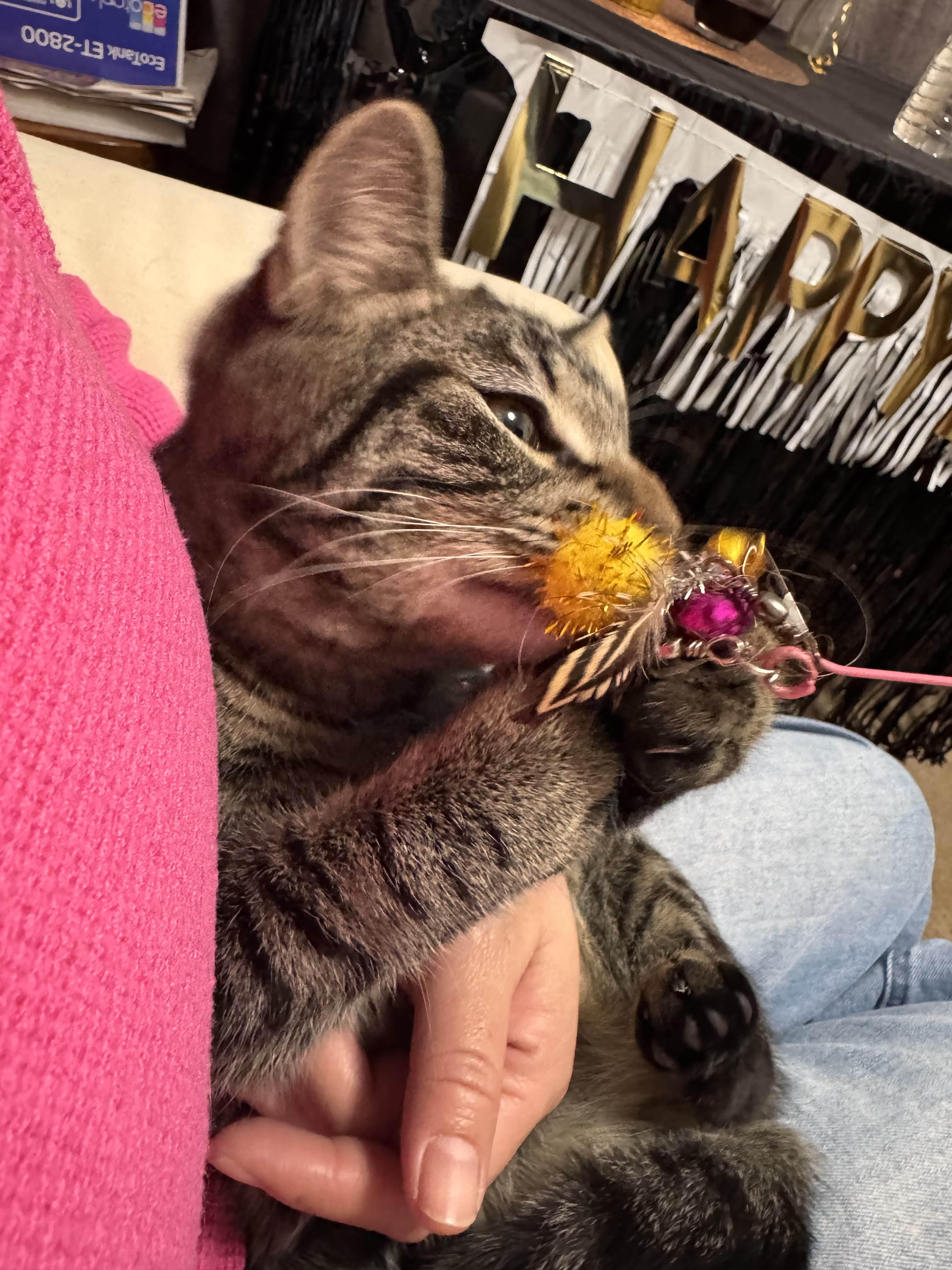 Enlarge Felix, a ADOPTABLE Domestic Short Hair in Weehawken, NJ image 4/5