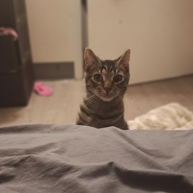 Felix, an adoptable Domestic Short Hair in Weehawken, NJ image 4/6