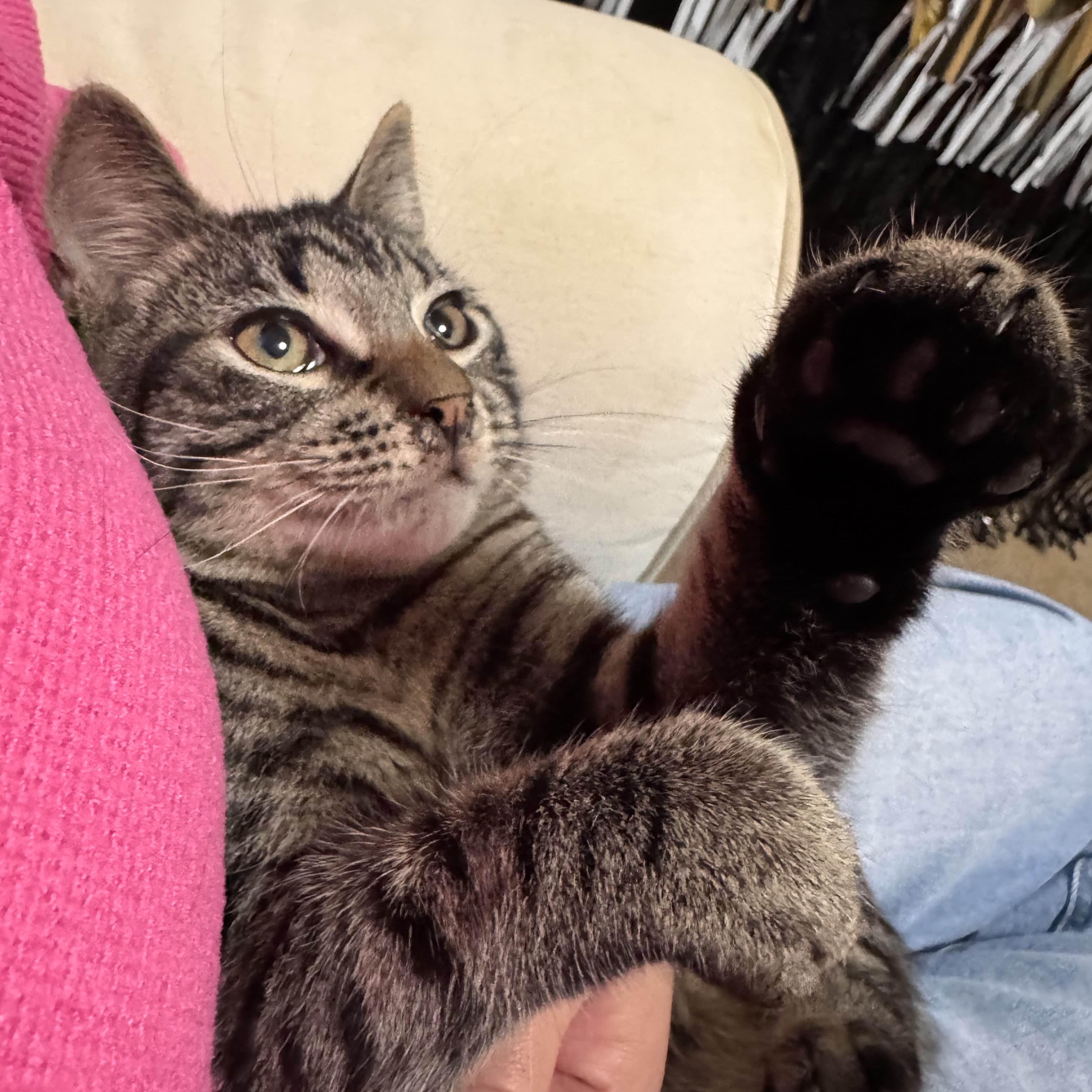 Felix, ADOPTABLE, Kitten Male Domestic Short Hair.