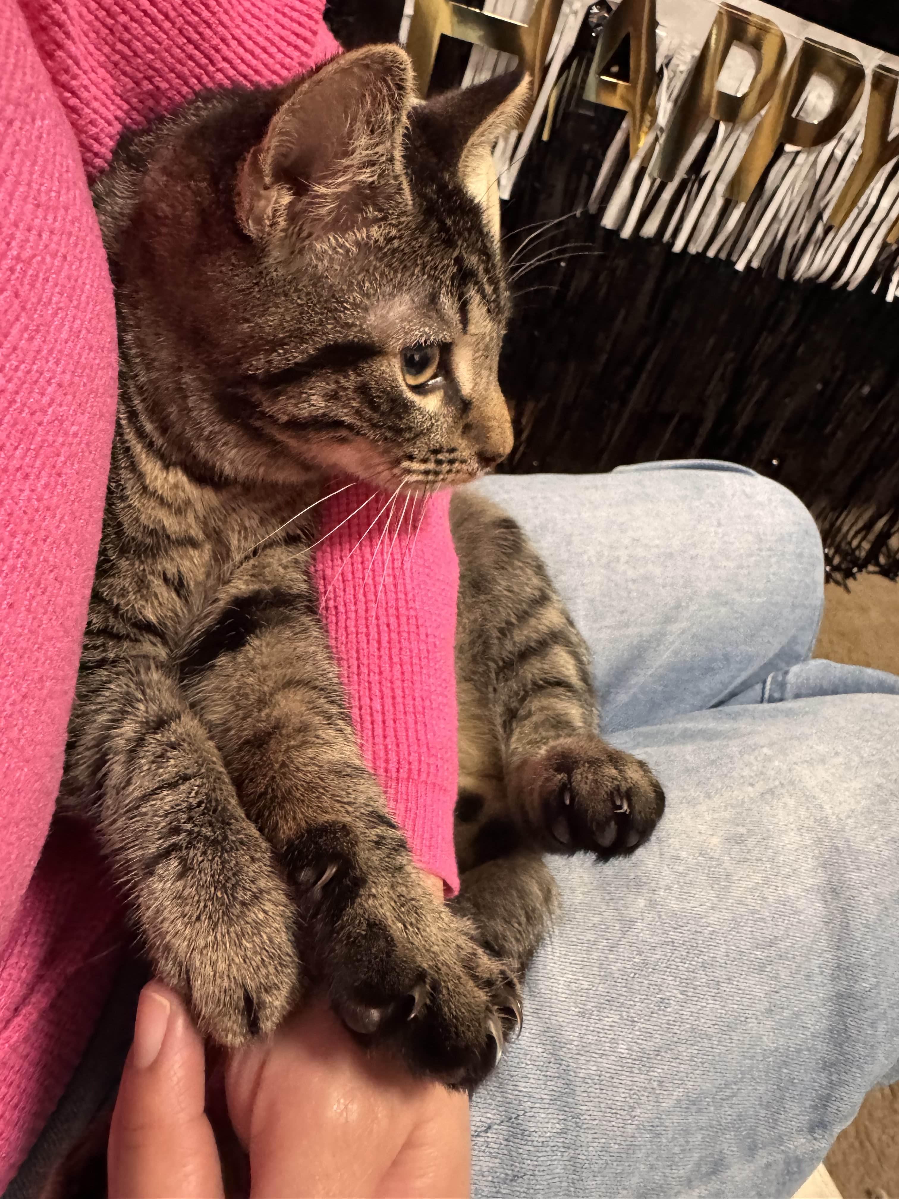 Enlarge Felix, a ADOPTABLE Domestic Short Hair in Weehawken, NJ image 3/5