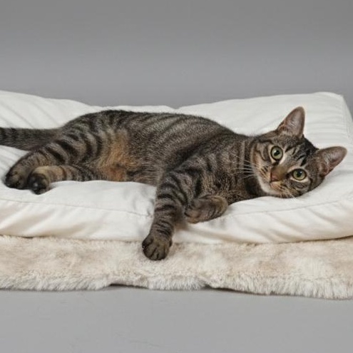 Felix, adoptable, Kitten Male Domestic Short Hair.