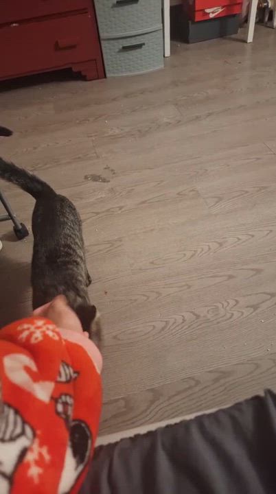 Enlarge Felix, an adoptable Domestic Short Hair in Weehawken, NJ video 6/6