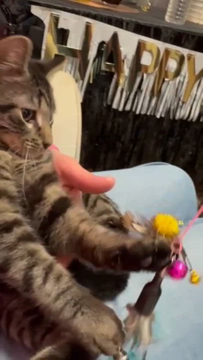 Enlarge Felix, a ADOPTABLE Domestic Short Hair in Weehawken, NJ video 2/5