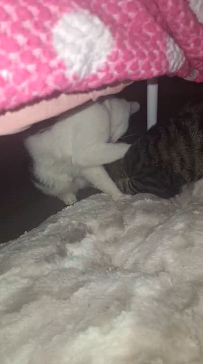 Enlarge Felix, an adoptable Domestic Short Hair in Weehawken, NJ video 5/6