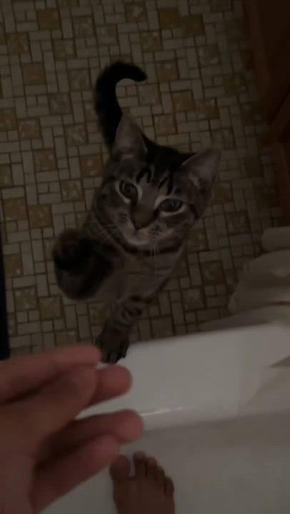 Enlarge Felix, an adoptable Domestic Short Hair in Weehawken, NJ video 3/6