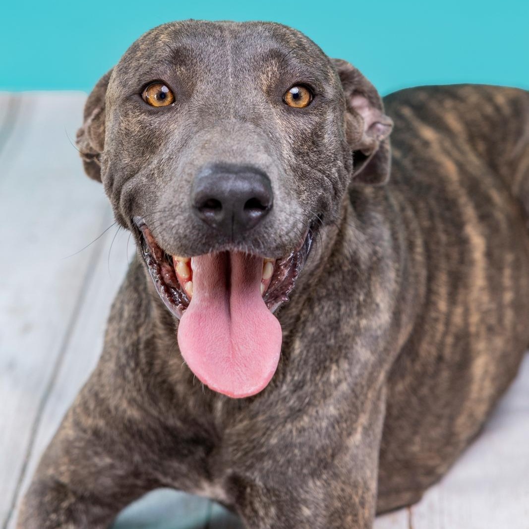 Enlarge Maya, a Adoptable mixed breed in Portland, ME image 1/2