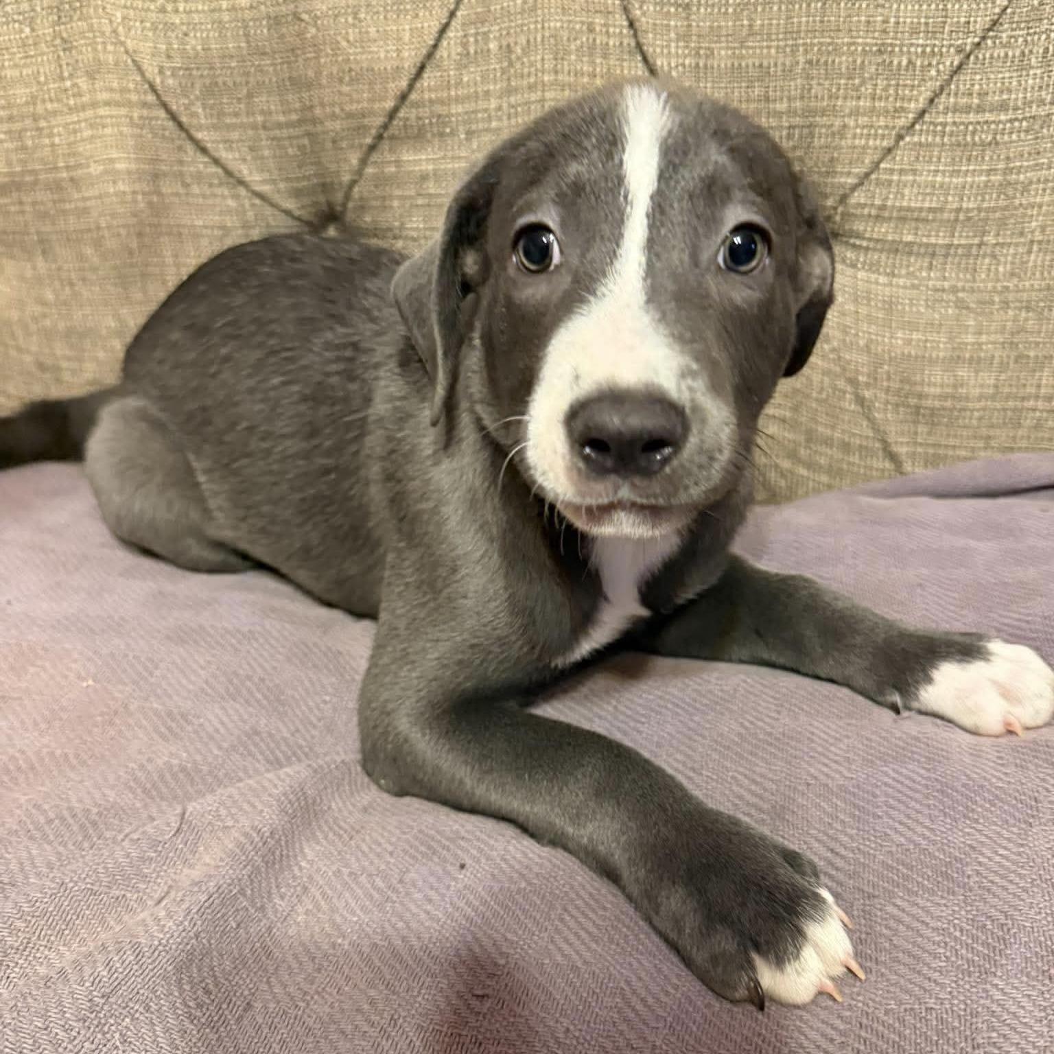 Enlarge Brooks (20260929-03), a Adopted mixed breed in Niagara Falls, NY image 1/2