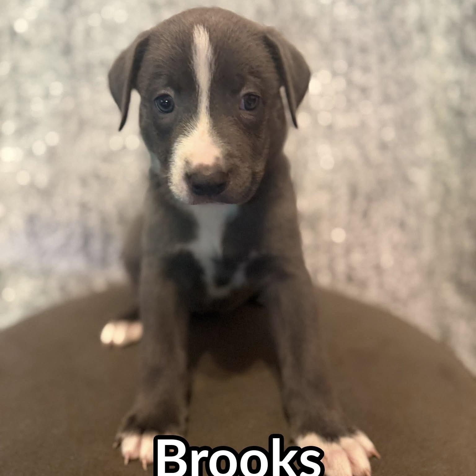 Enlarge Brooks (20260929-03), a Adopted mixed breed in Niagara Falls, NY image 2/2