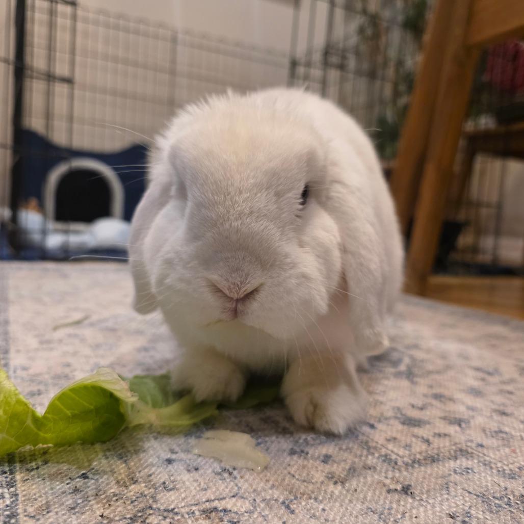 Marshmallow, a Adoptable English Lop image 1/6