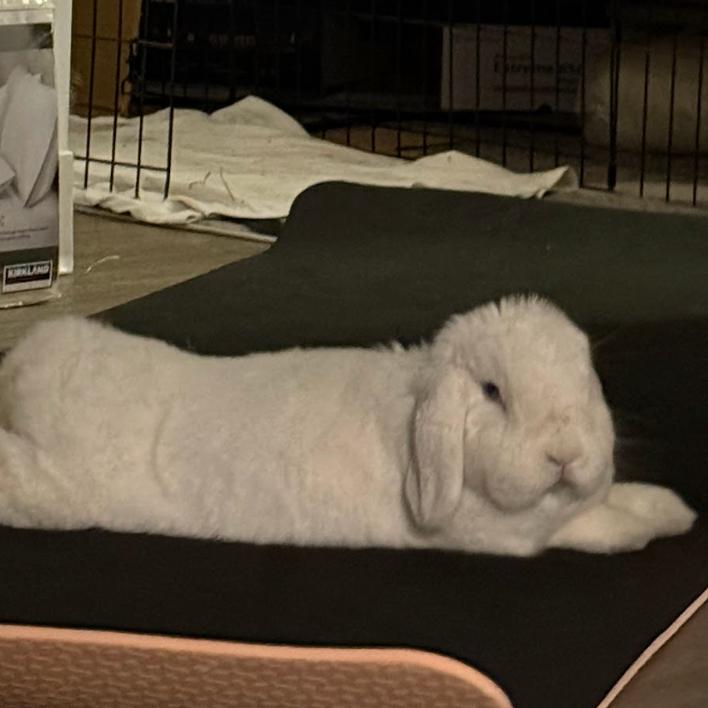 Marshmallow, a Adoptable English Lop image 2/6