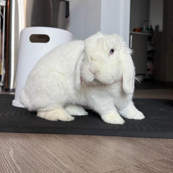 Marshmallow, a Adoptable English Lop image 3/6